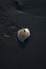 Single seashell on black sand
