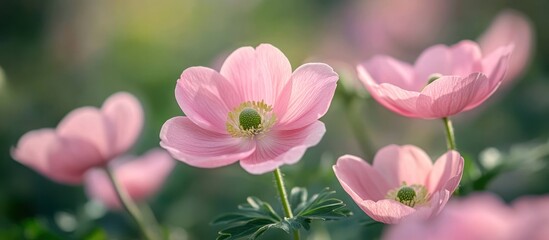 Fototapeta premium Pink anemones bloom garden, sunlight bokeh