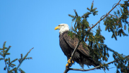 american bald eagle