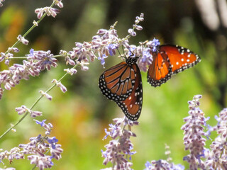 monarch butterfly on flower