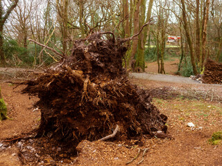 Fototapeta premium Scene in a forest park after powerful hurricane with trees fallen on the ground. Effect of a strong storm wind. Destruction caused by nature to nature. Nobody. Green and brown tone.
