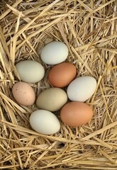 Multicolored chicken eggs in a nest