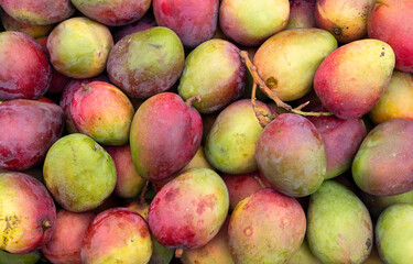 Mango tommy fruit in the traditional Colombian market - Mangifera indica