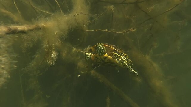 A red-eared slider (Florida Turtle, Trachemys) swims directly toward the camera for a close-up, revealing its sharp flippers and claws before retreating to the lake bottom. Invasive species in Europe.