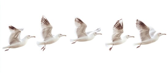 Obraz premium Five Seagulls Flying, White Background, Motion Sequence