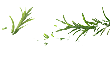 Fresh Herbs in Motion Vibrant Green Leaves Floating Against a Dark Background