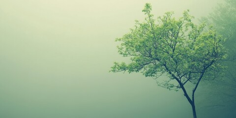 Fototapeta premium A green leafy tree partially emerging from a misty background