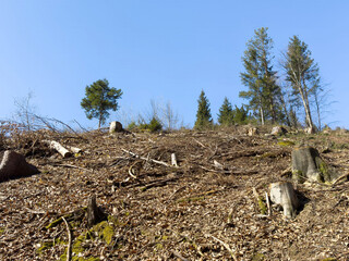 Clear-cut forest area with tree stumps and blue sky