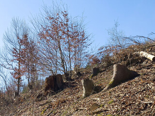 Deforested hillside with tree stumps and sparse vegetation against clear blue sky