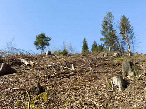 Clear-cut forest area with tree stumps and blue sky