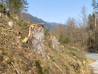 Tree stumps on hillside by rural road in mountainous forest area