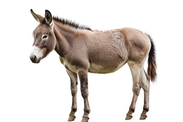 Realistic Donkey Illustration Brown Donkey Standing, Isolated on Black Background