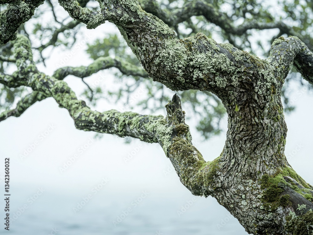 Poster moss-covered tree branches intertwine, creating a textured natural scene against a hazy background.