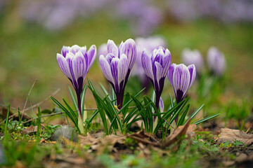 Crocuses beautiful purple and white flowers - macro photo, Polish spring