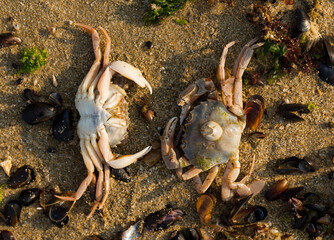 Liocarcinus depurator (Portunus plicatus), sometimes called the harbour crab, or sandy swimming crab. The fauna of the Black Sea. Dead animals.
