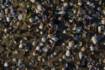 Shells of deceased bivalves. The coastline of the Black Sea is abundantly covered with shells.