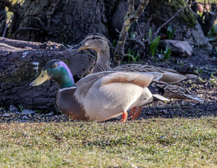 Pair of mallard ducks in a garden. 