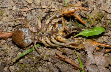 Astacus astacus, the European, noble, or broad-fingered crayfish. A female arthropod.