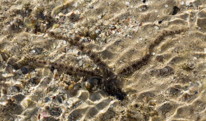 Ophiocoma scolopendrina in its natural habitat. African fauna of the Red Sea.
