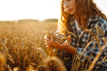 Woman farmer checking the quality of the wheat spikelets on a sunset in the middle of the golden...
