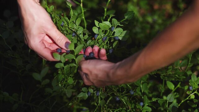 Harvested berries, process of collecting, harvesting and picking ripe berries in the forest, close up view of hands with bilberry, blueberry, blackberry, strawberry and raspberry growing, berry farm