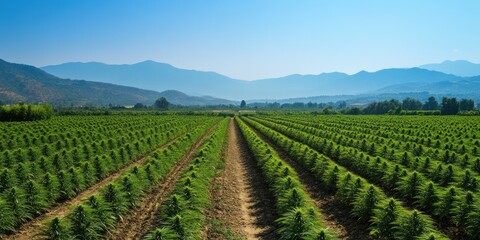 Naklejka premium Serene Hemp Fields in Mountain Valley