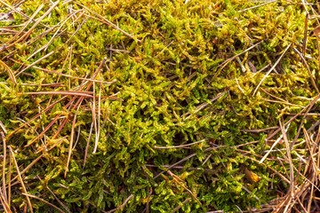 Green moss in early spring in the forest close-up