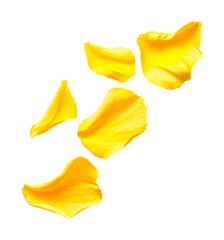 Naklejka premium Vibrant yellow rose petals on clean surface, cut out