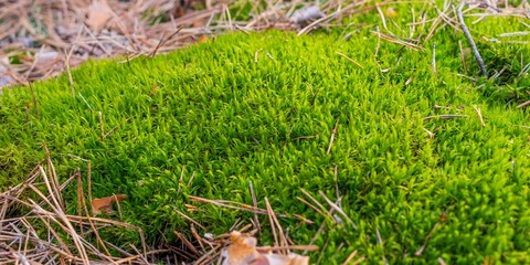 Obraz premium Green moss in early spring in the forest close-up
