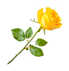 Vibrant yellow rose with lush green leaves and long stem, cut out