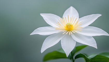 White Clematis Bloom for Soft Focus Garden.