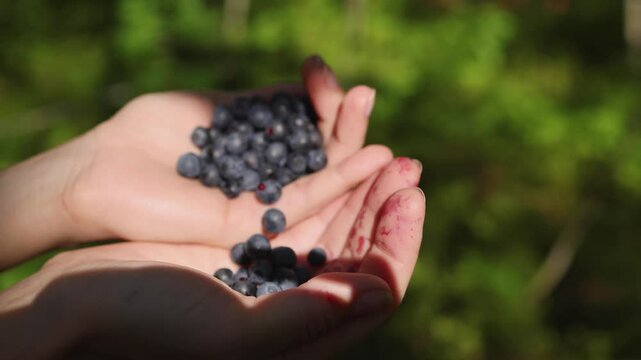 Harvested berries, process of collecting, harvesting and picking ripe berries in the forest, close up view of hands with bilberry, blueberry, blackberry, strawberry and raspberry growing, berry farm