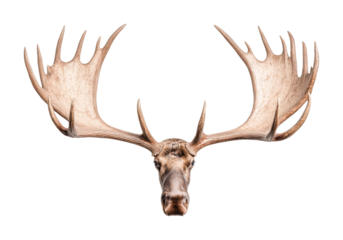 Majestic moose antlers displaying symmetry and grandeur, cut out