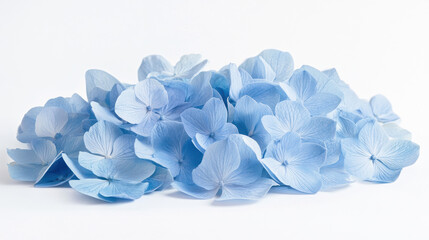 Obraz premium An elegant arrangement of blue hydrangeas, their dense clusters of petals forming a lush, textured bouquet