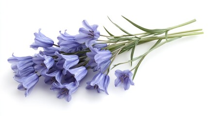 Naklejka premium Purple flowers bouquet, white background, studio shot, floral design