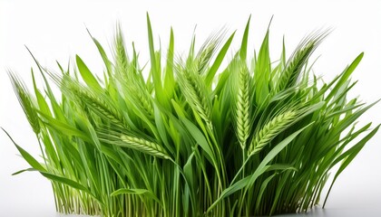 Obraz premium green wheat grass isolated on white background