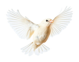 Obraz premium Graceful white bird in flight with outstretched wings, cut out