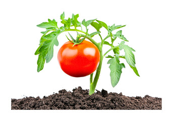 Vibrant tomato plant growing from rich soil with lush green leaves, cut out