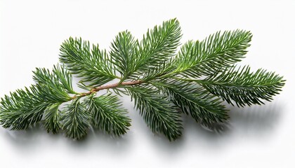 Obraz premium cypress branch on transparent white background