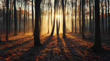 Obraz premium Golden Sunrise in Foggy Autumn Forest