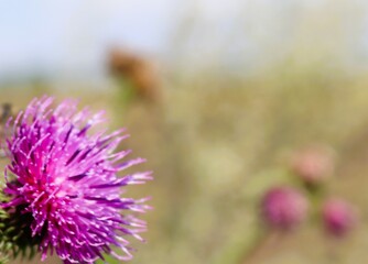 Purple thistle flower
