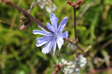 Wild chicory in the field