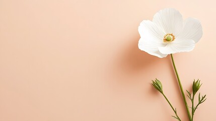 Elegant Single White Flower on Peach Background Minimalist Floral Design