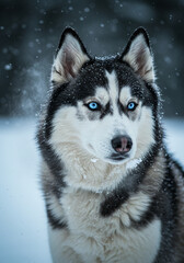 Obraz premium Husky Siberiano em uma paisagem nevada, retrato realista ao ar livre com atmosfera fria e detalhada
