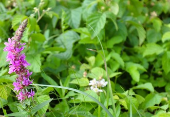 Pink flower and green leaves