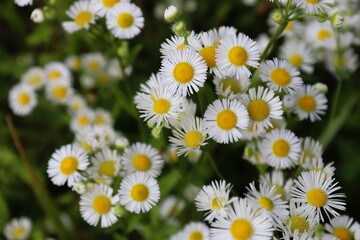 Daisies in a field