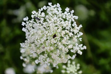 White flowers in the garden