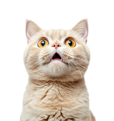 Fototapeta premium Funny, beige British Shorthair cat with yellow eyes, surprised expression, png