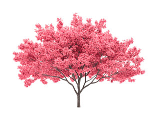 Obraz premium Lush pink tree with full blooming canopy and detailed trunk, cut out