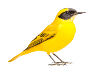 Bright yellow warbler stands out against dark background, cut out